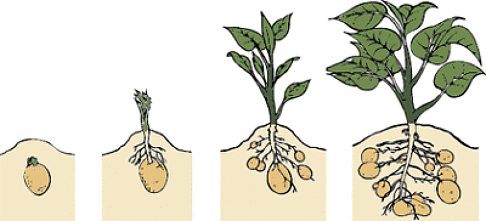 soil for vegetable gardening