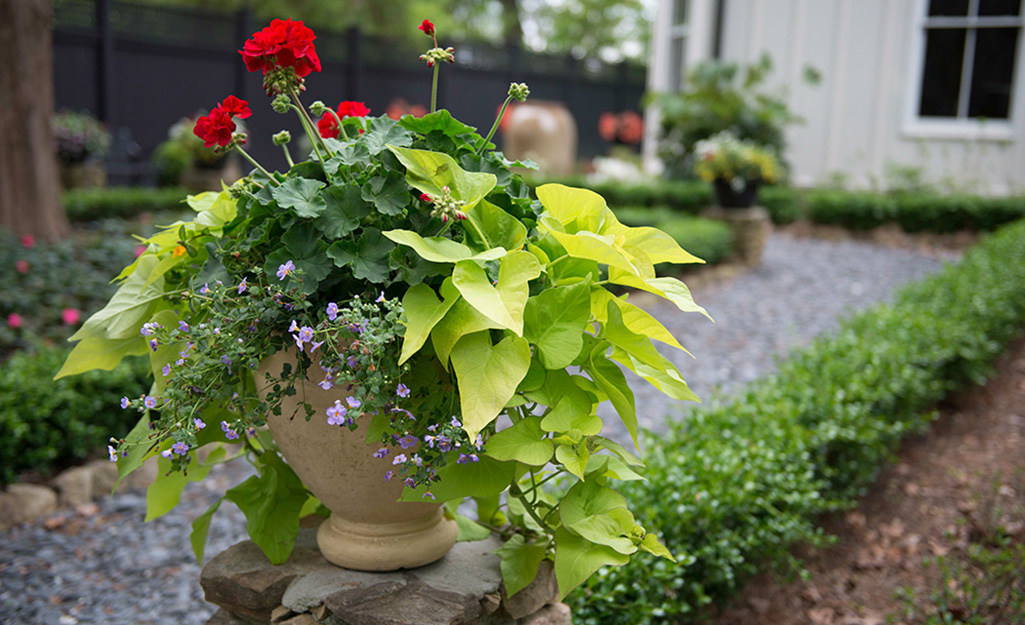 Square Foot Gardening Raised beds for 4 Vegetables
