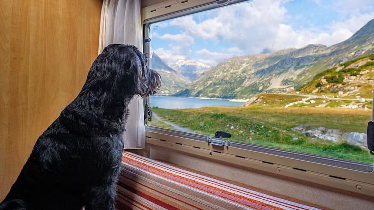 10 Must-Know Tips for Taking an RV Vacation With Small Pets