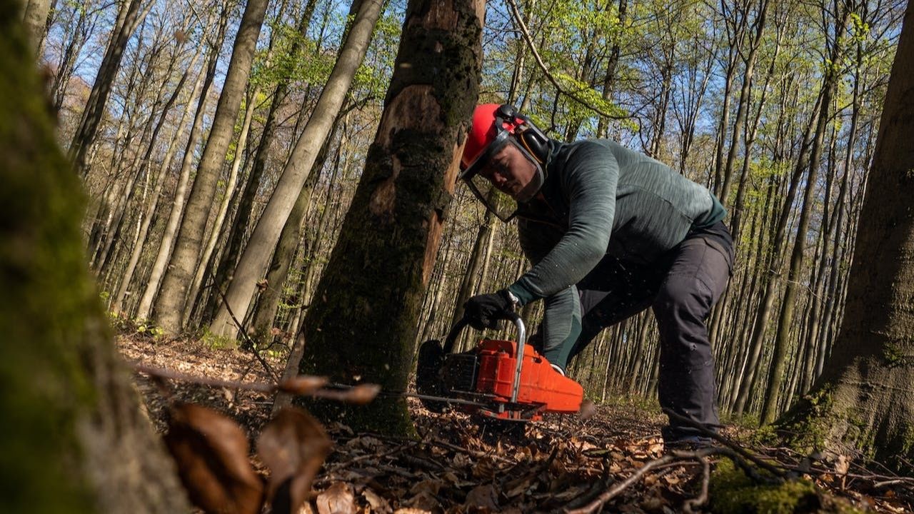 Tree Trimming Tips: Staying Safe Around Power Lines and Local Rules