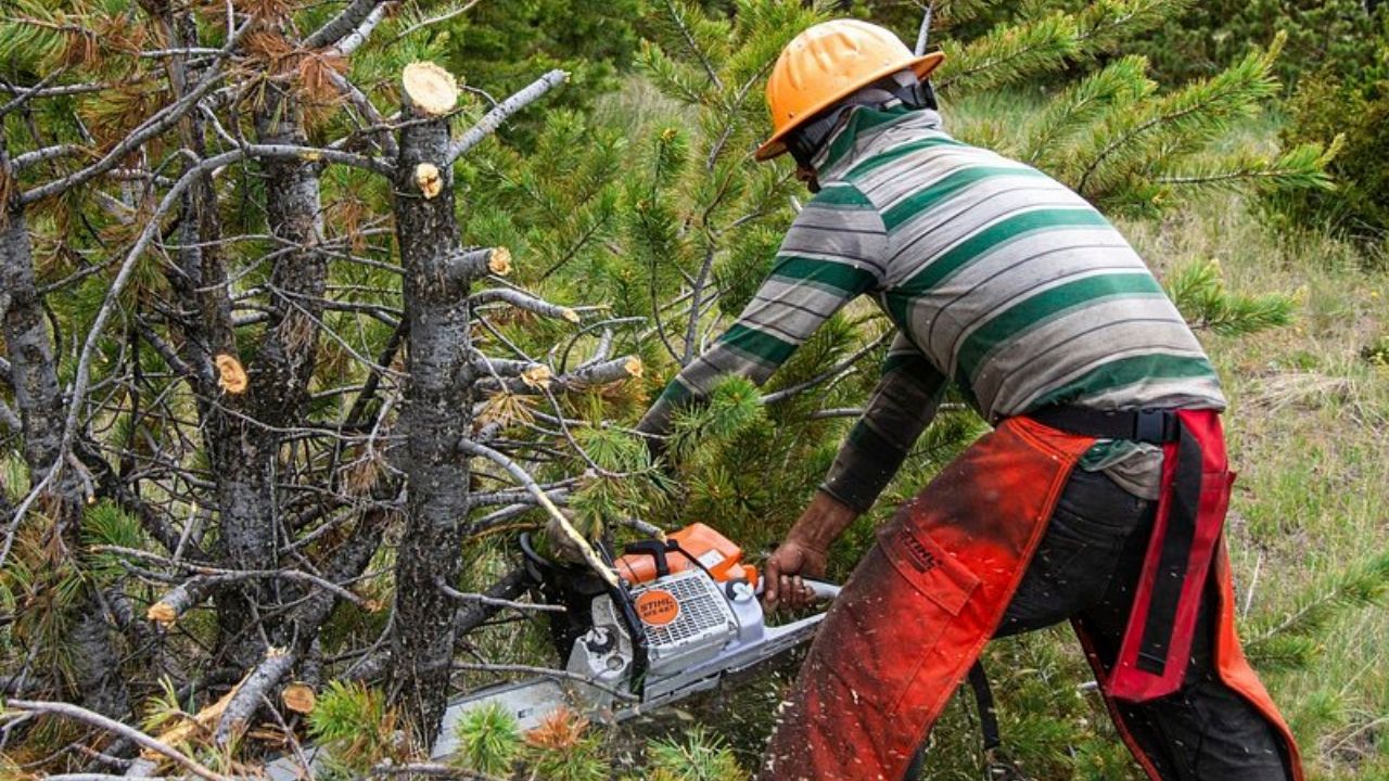 Best Times to Trim Trees for Healthy Growth in Your City