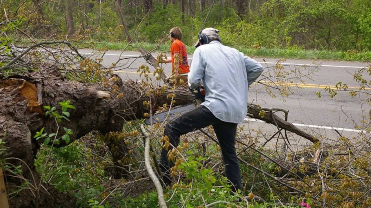 Simple Steps to Secure Tree Pruning Permits in Your City