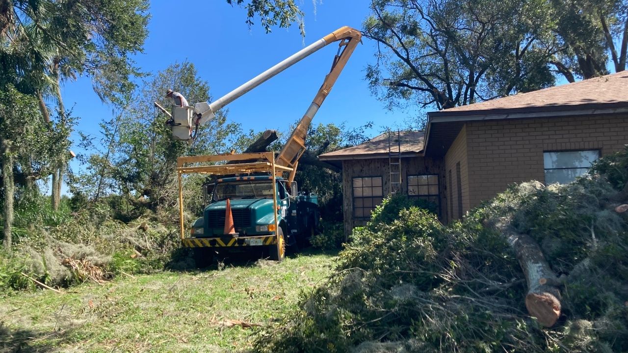 Essential Guidelines for Tree Trimming: Managing Invasive Species in Your Town