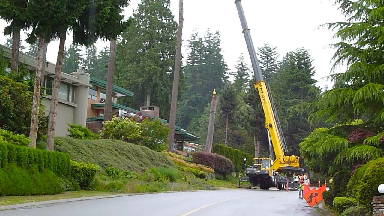 Municipal Tree Trimming Guidelines to Protect Local Wildlife