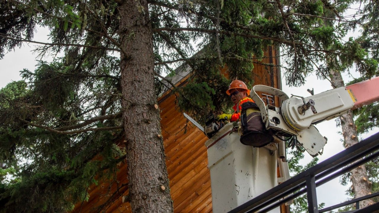 Essential Tips for Following Emergency Tree Trimming Rules