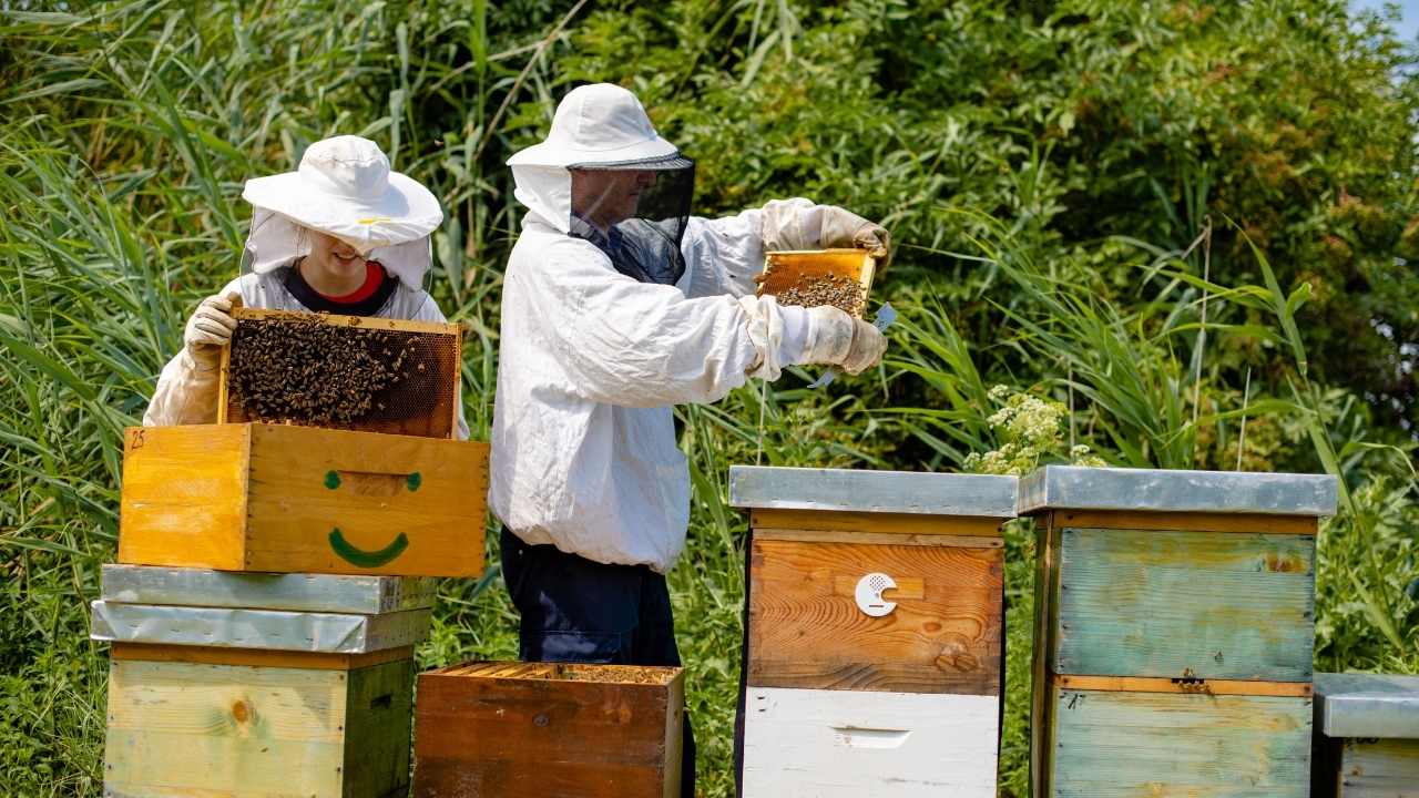 Nature's Honey Pot: Organic Beekeeping For A Healthier Hive And Environment