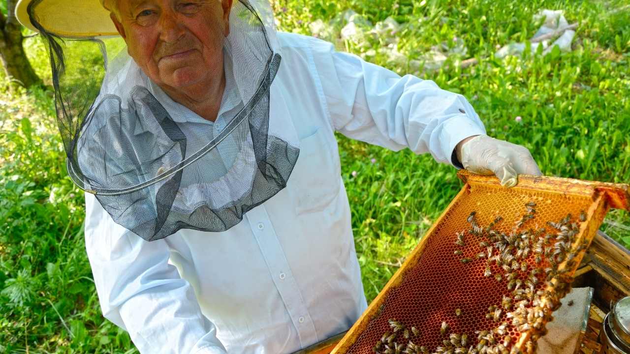 Bee Whisperer: Advanced Techniques In Disease Diagnosis And Artificial Insemination