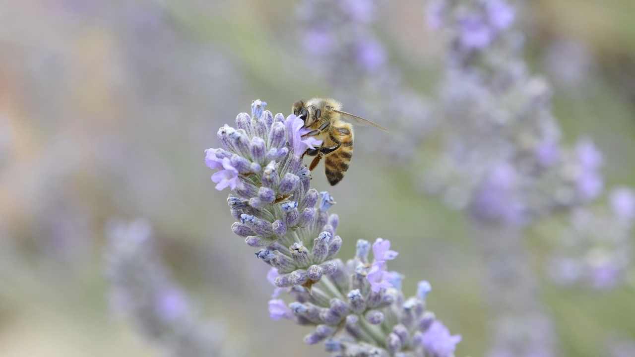 Bumblebee Bios: Get To Know Bombus Terrestris, Bombus Impatiens, And Bombus Vosnesenskii