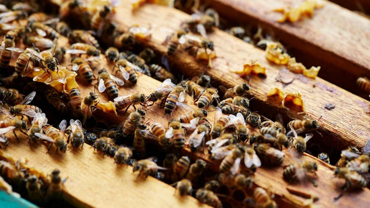 Pest Busters: Winning Strategies For Hive Inspection And Pest Control