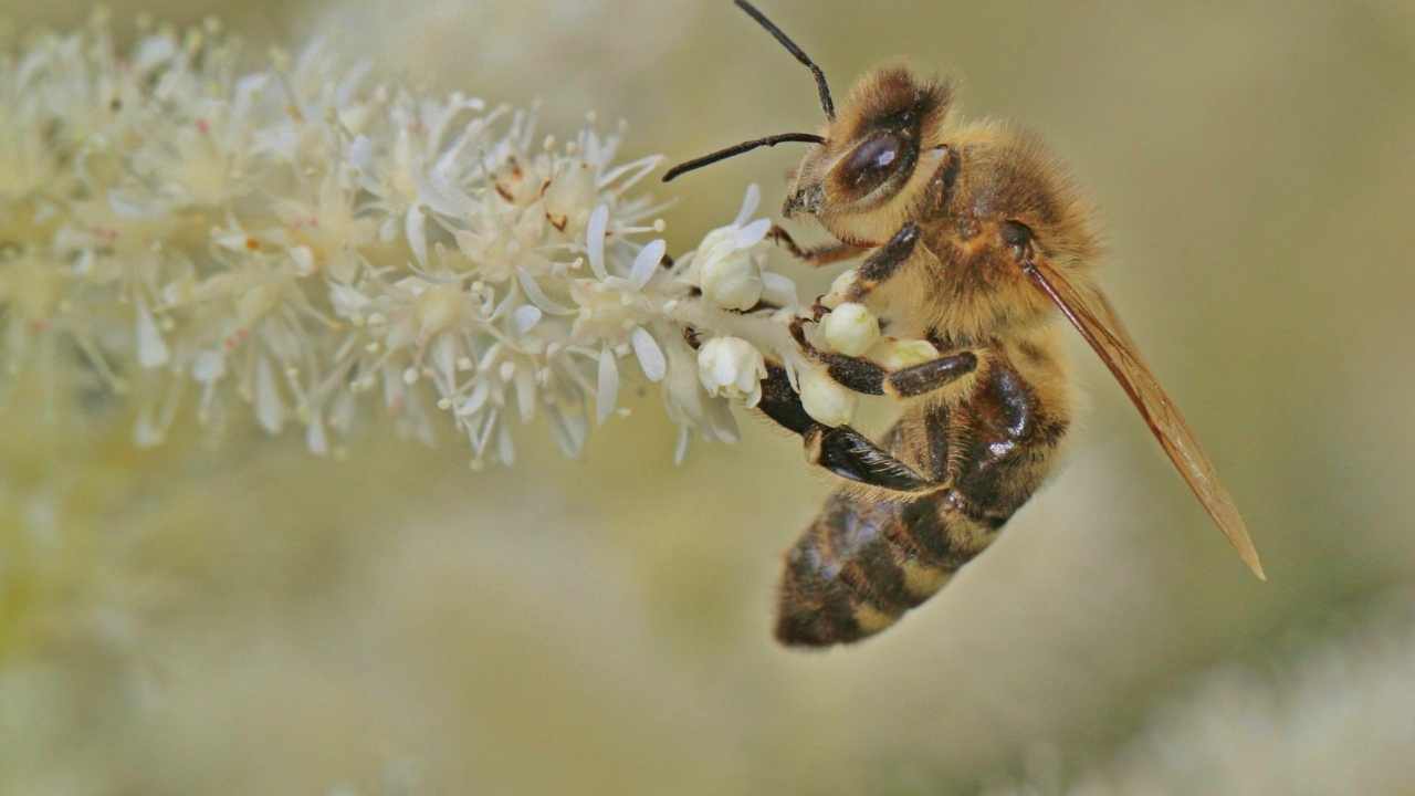 A Buzzing Affair: The Relaxing And Rewarding World Of Beekeeping