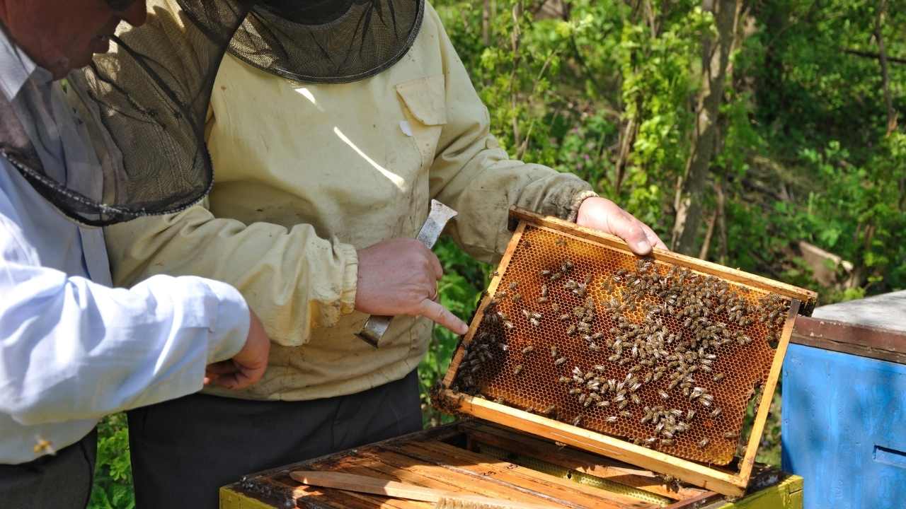 Honeycomb Home: Picking The Perfect Hive And Starting Your Own Bee Colony