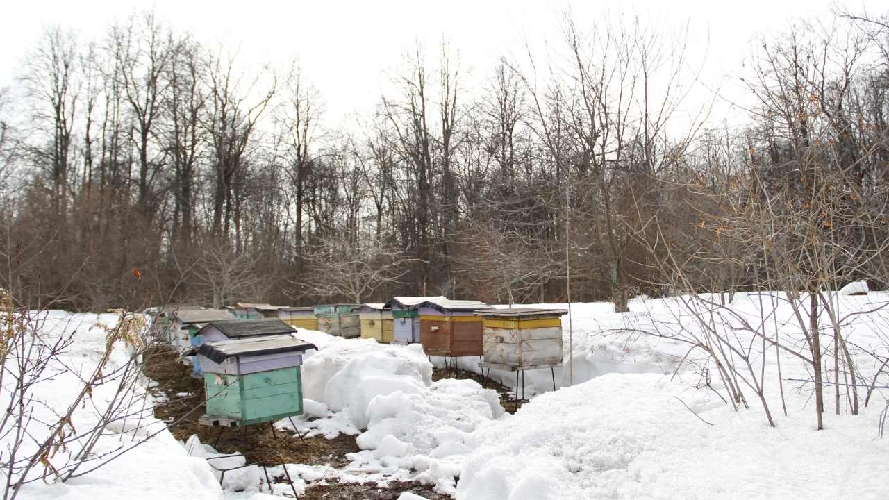 Langstroth's Legacy: The Inner Workings Of Hive Ventilation And Hive Stand Setup