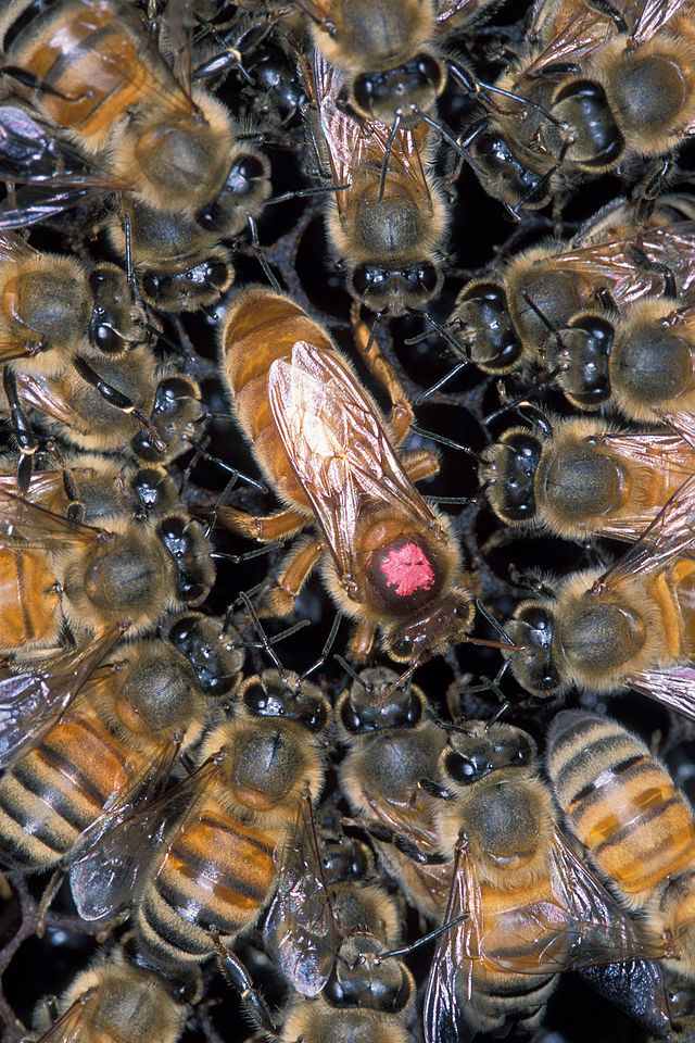 The Apiarist's Almanac: Insider Tips For Hive Inspection And Honey Harvesting