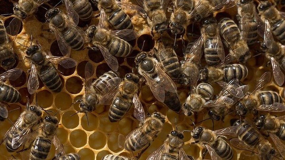 Hive Mind: Essential Equipment For Every Beekeeper's Toolkit