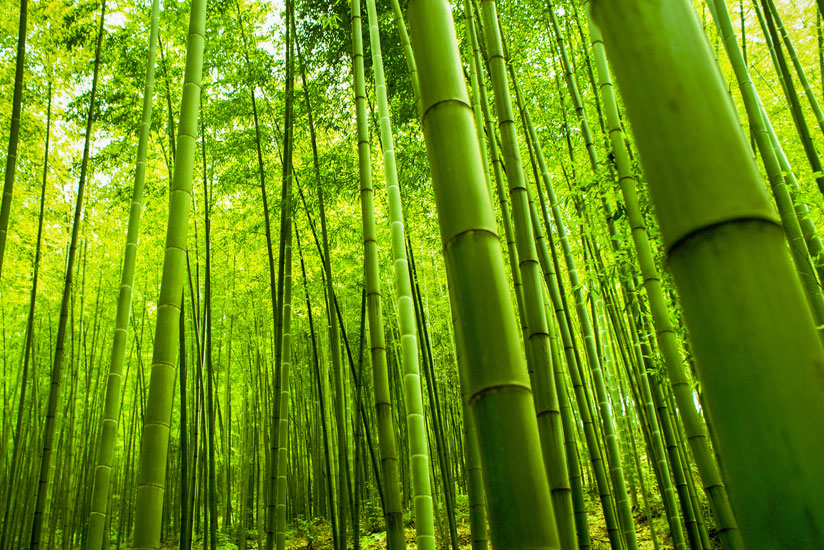 In Harmony With Nature: How Bamboo Clothing Promotes Biodiversity