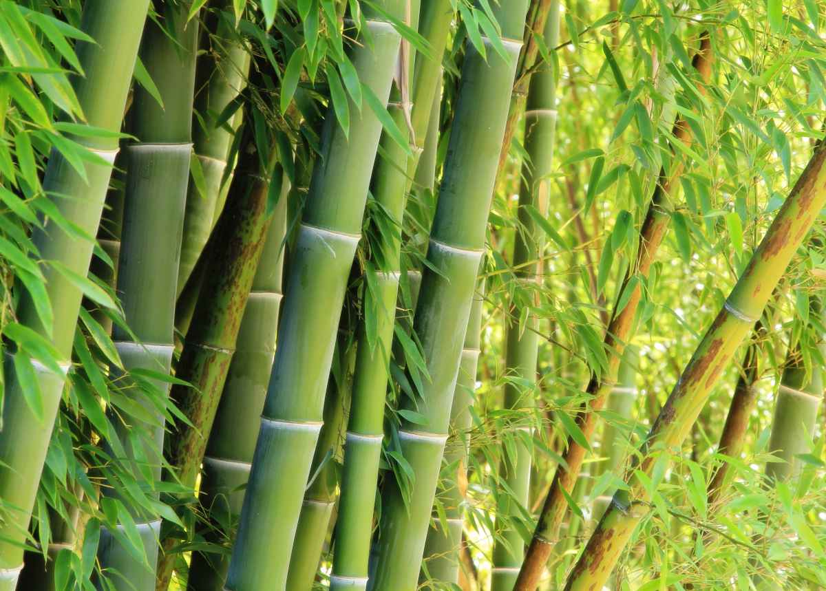 Sustainable Steps: Incorporating Bamboo Clothing Into a Greener Lifestyle