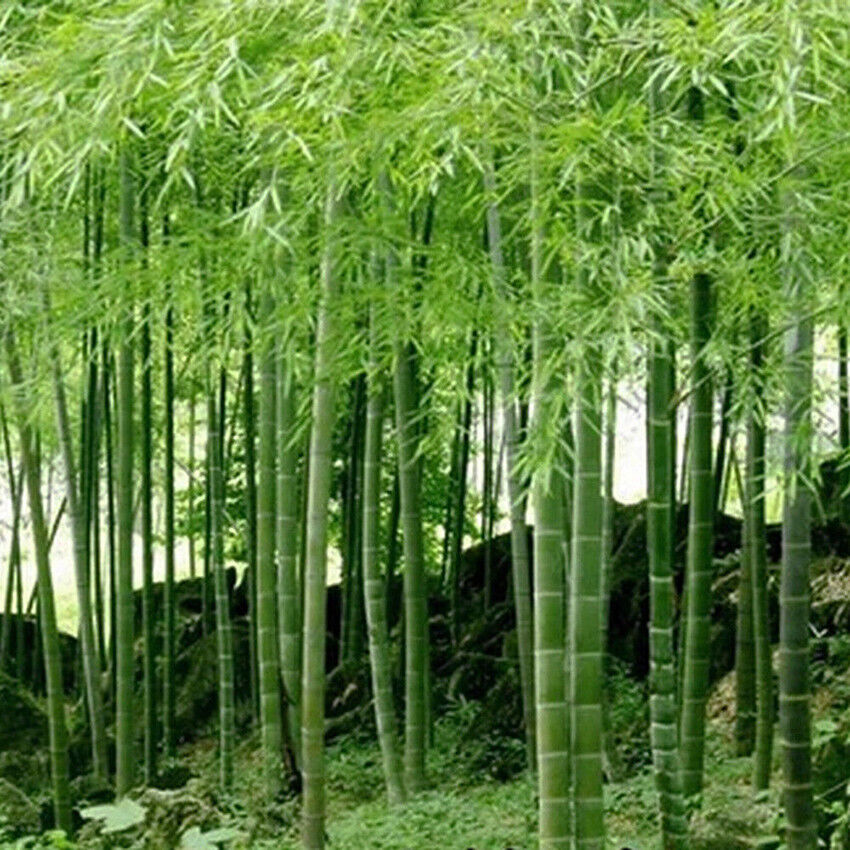 Sustainable Harvest: Exploring Bamboo's Rapid Regeneration for Fashion