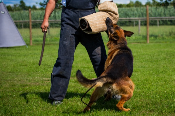 dog training classes sarasota