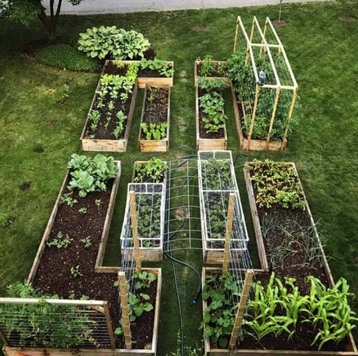 vegetable gardening ideas for backyard