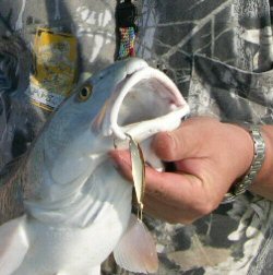 Artificial lures for surf fishing
