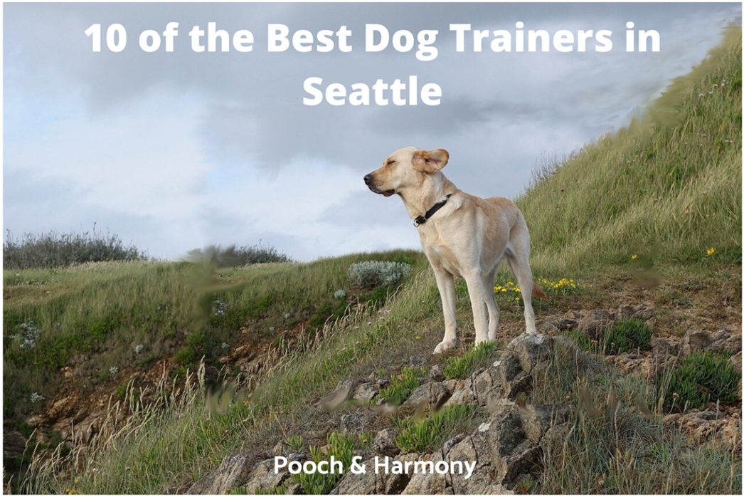 Three Tips for Dog Training Off the Leash
