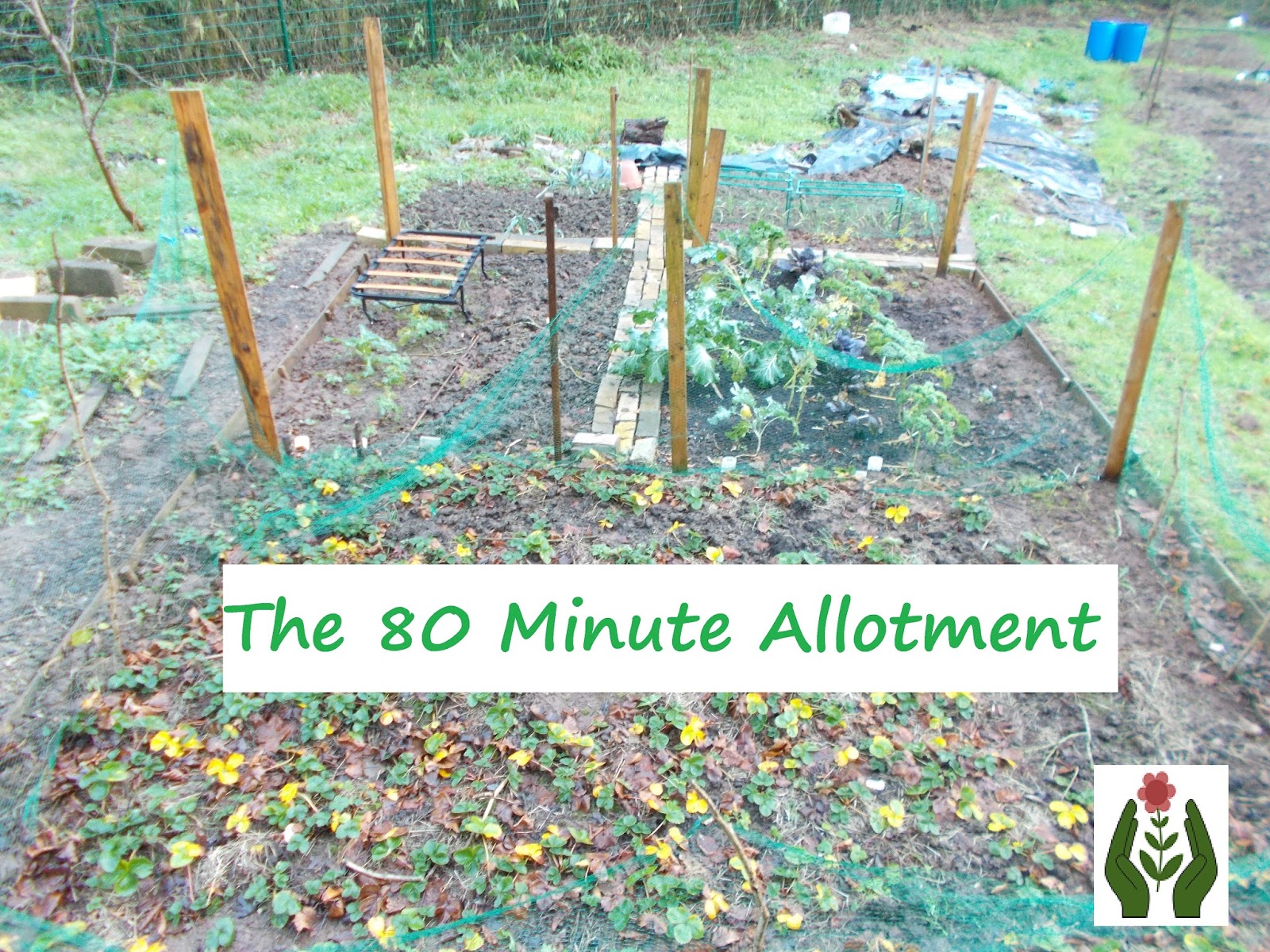 Growing Carrots In A Raised bed
