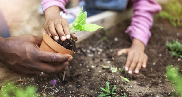 How does hydroponic gardening work?
