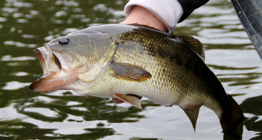 Five medium-heavy fishing gear for bass
