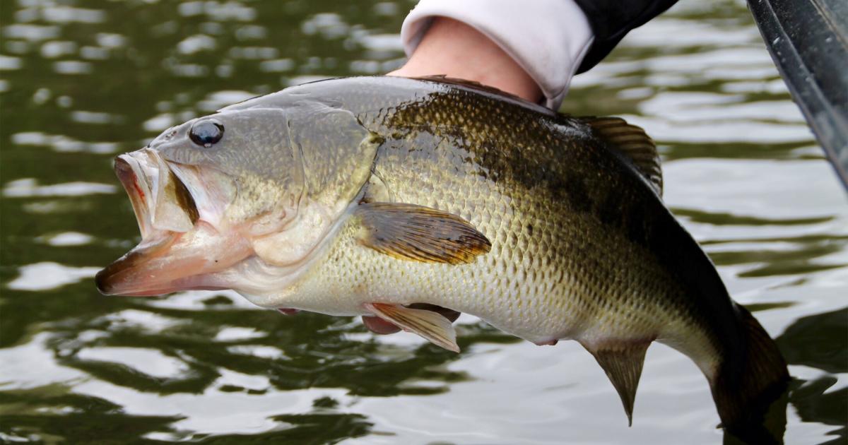 How to Identify Spotted Bass
