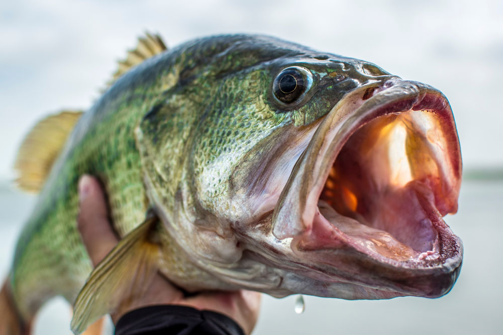 Winter Tips for Bass Fishing in Shallow Water
