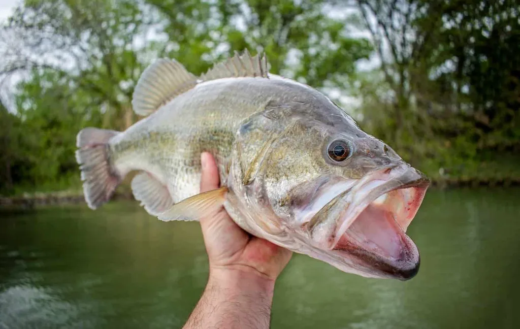 tiny fishing