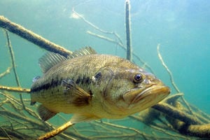 Choosing Fishing Lures For Bass
