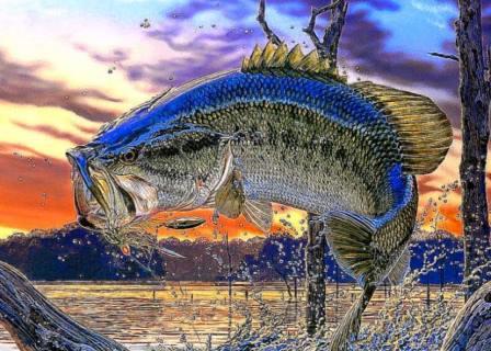 White Bass - Fun Facts About This Delicious Freshwater Fish
