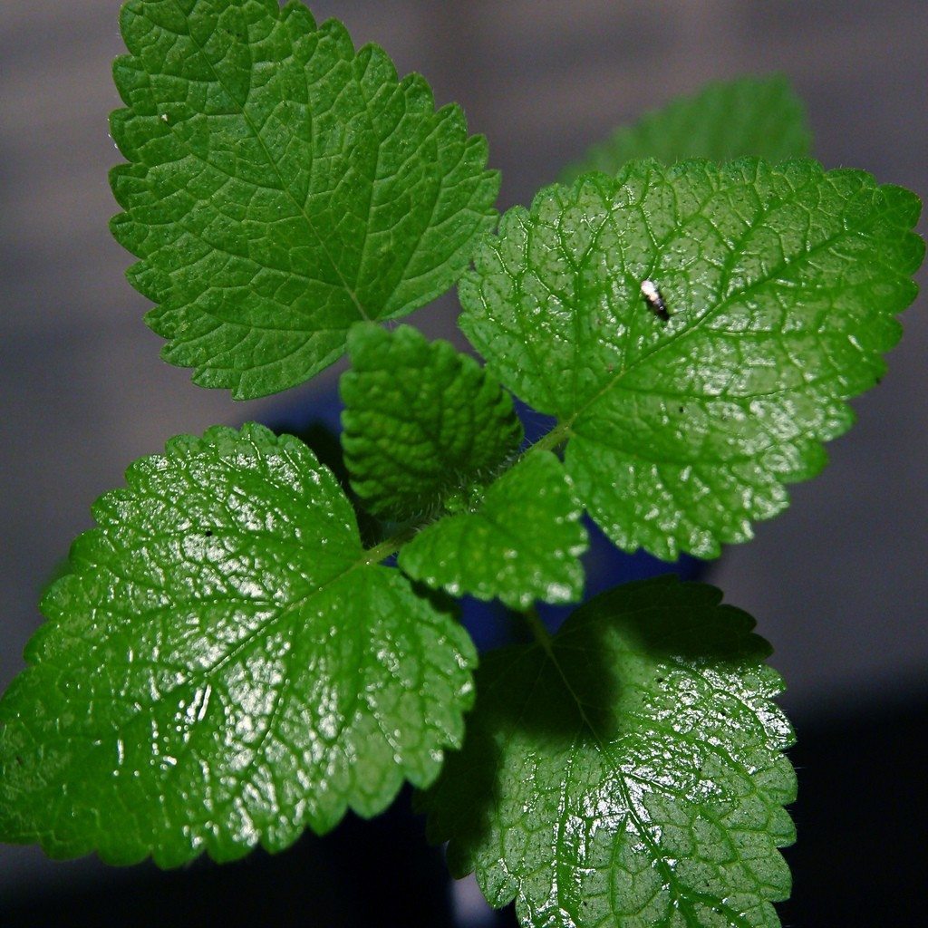 What is Indoor Gardening?
