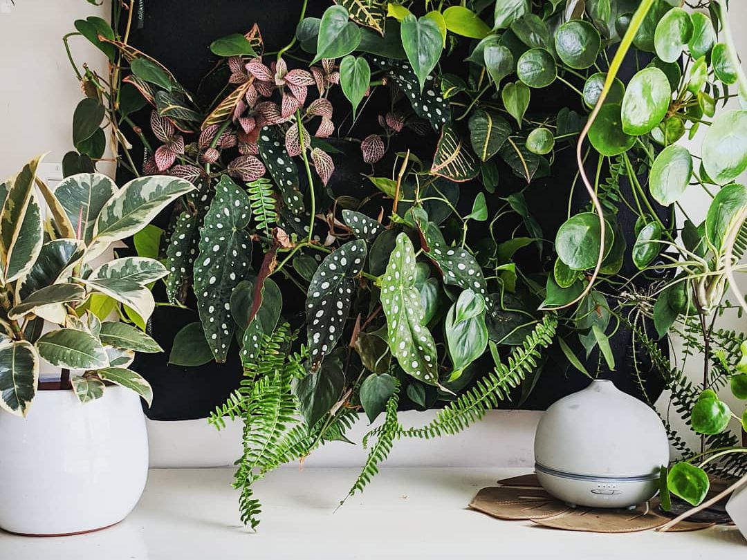 How to Grow Herbs in Pots For Your Indoor Herb Garden
