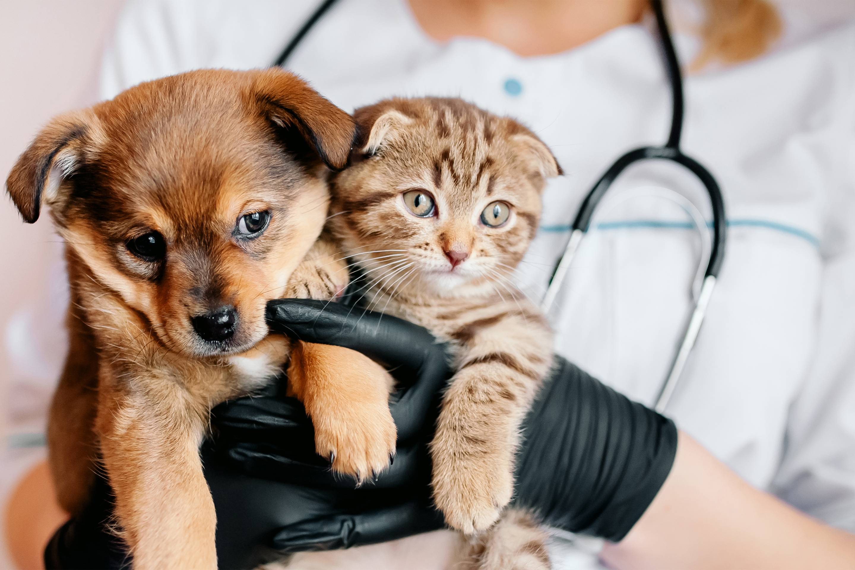 save pet rescue