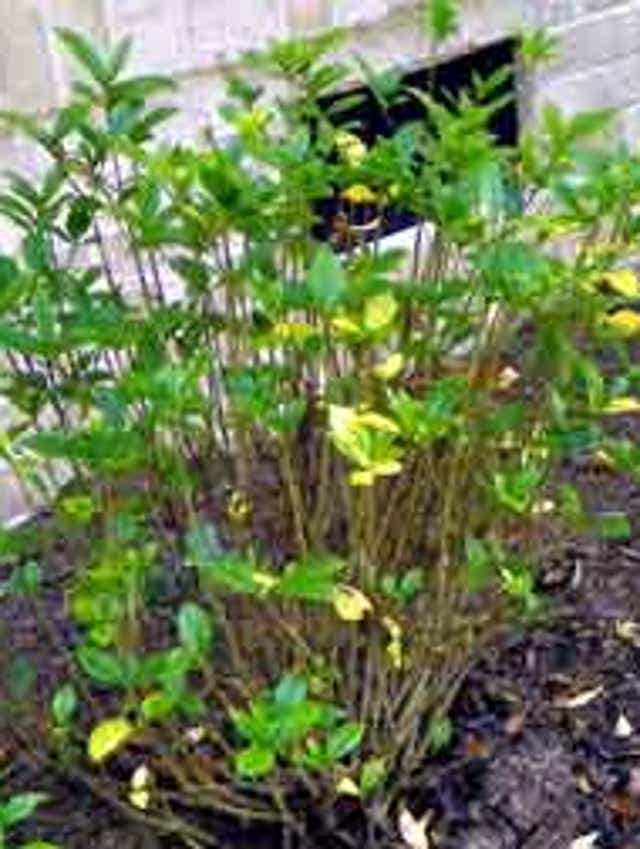 kitchen herb gardening