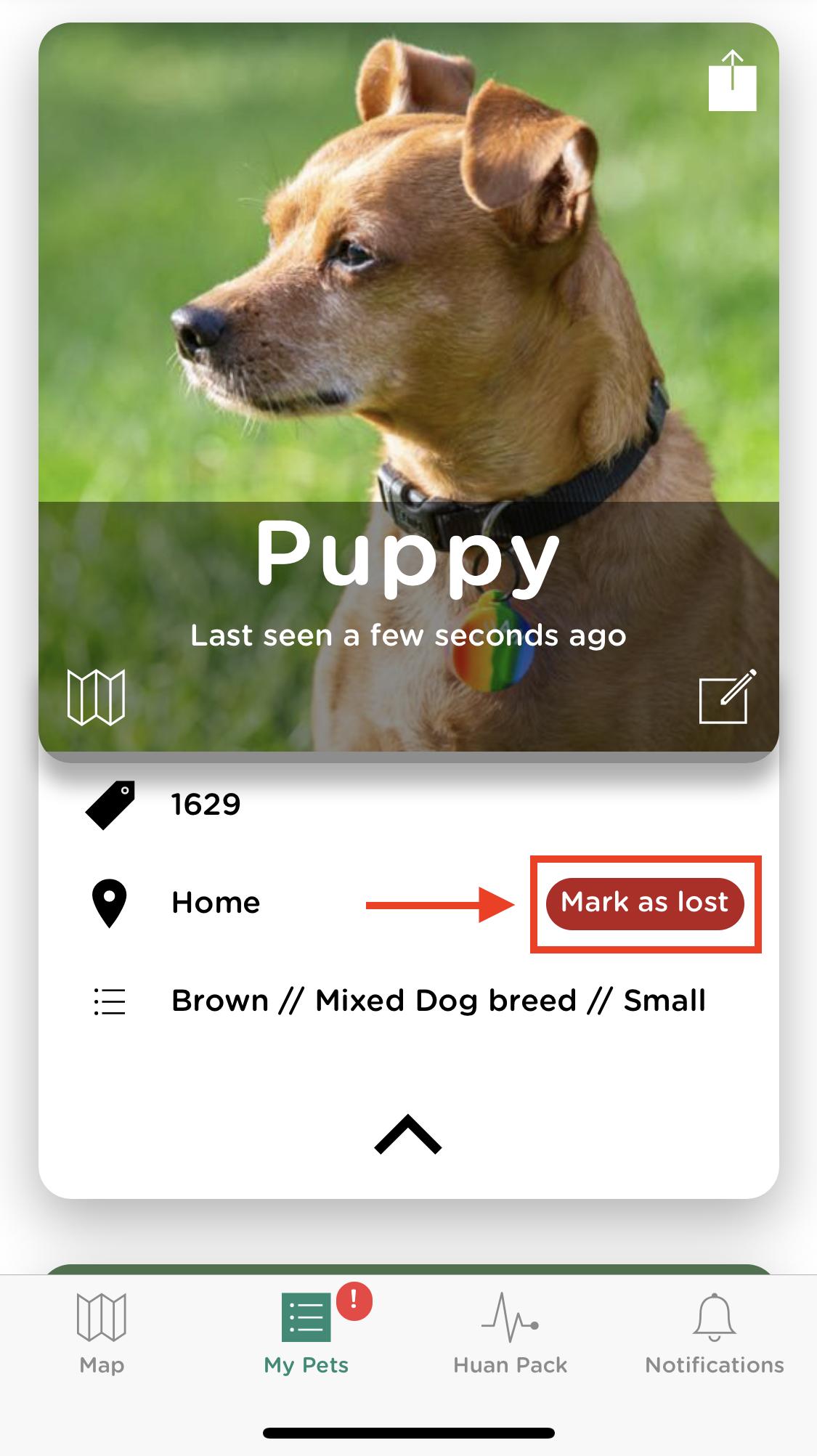 pet finder app