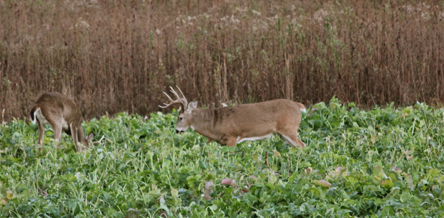 learn about hunting