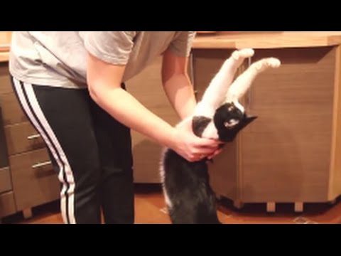 how to understand cats body language