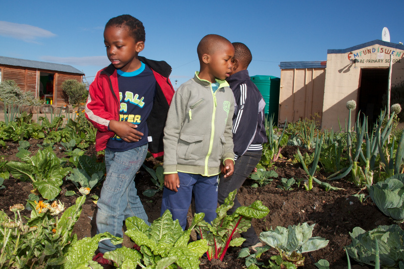 Learn the basics about fruit-gardening
