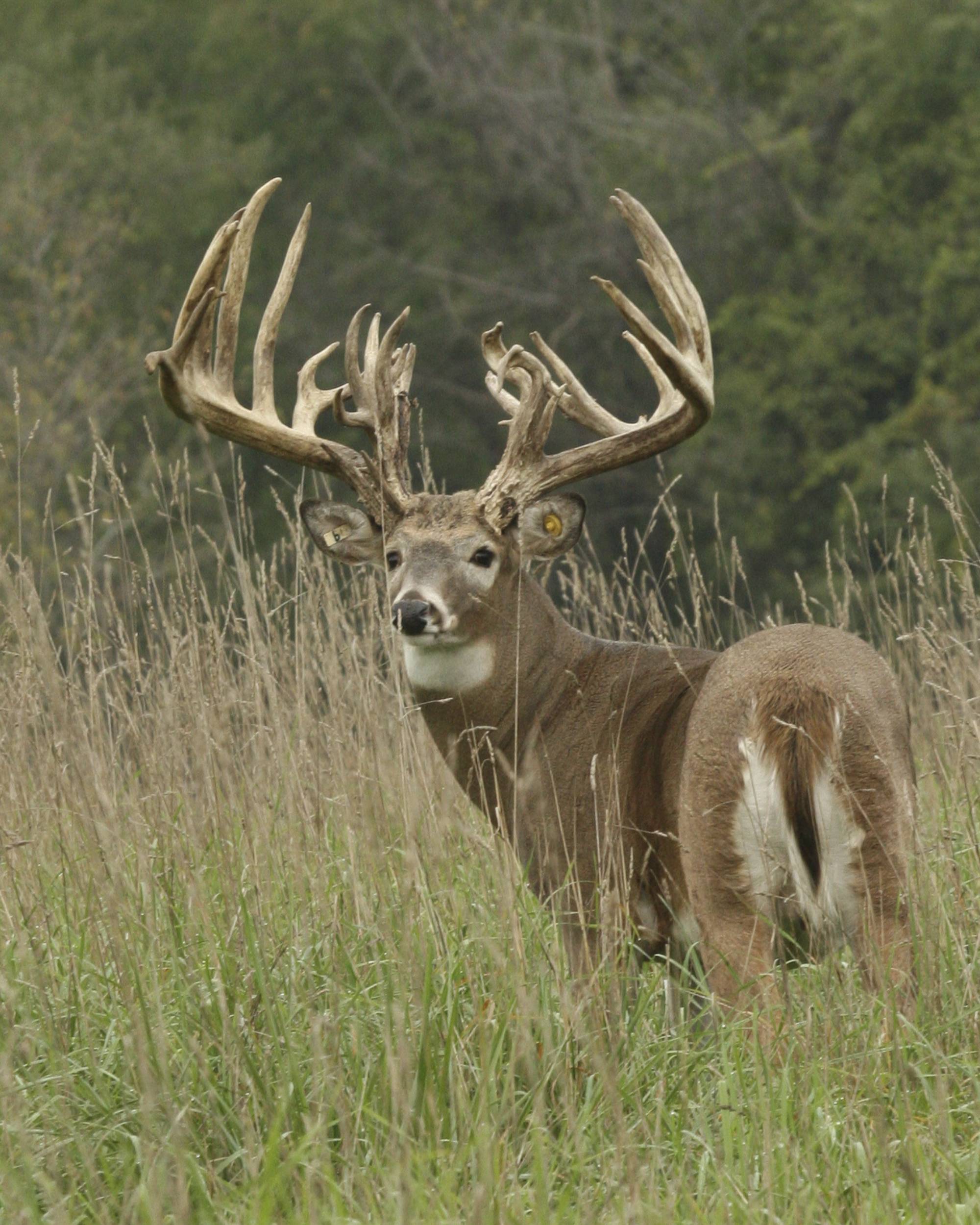 South Carolina Deer Hunting Regulations
