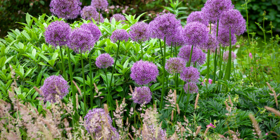 Indoor Gardening for Beginners
