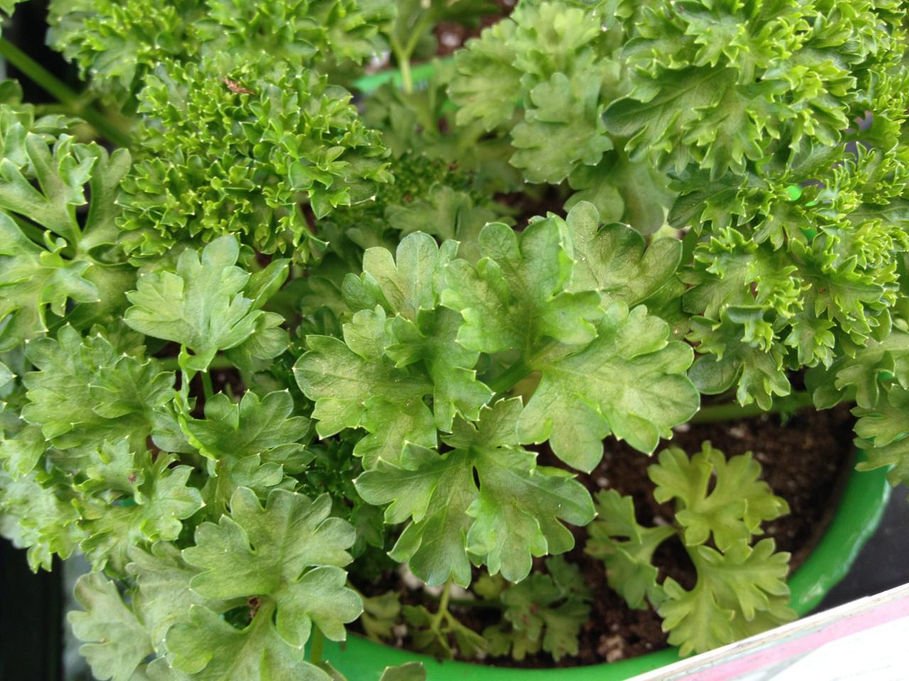 How to make an indoor garden box
