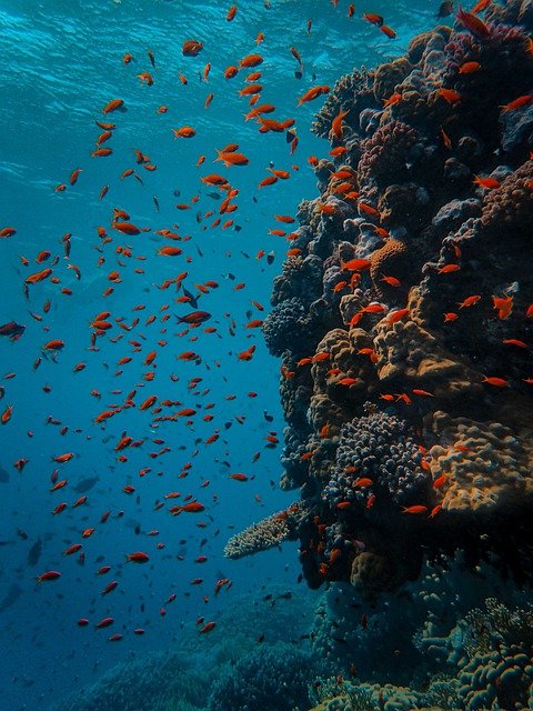 Wahoo Fishing Videos
