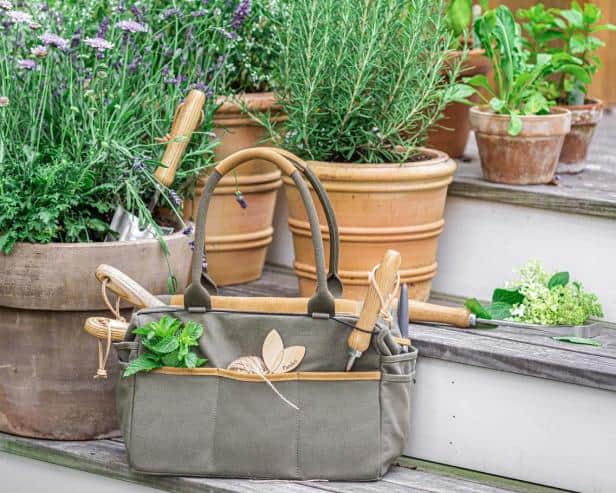 Fall Garden Care and Maintenance Tips
