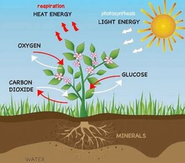 winter wilderness survival