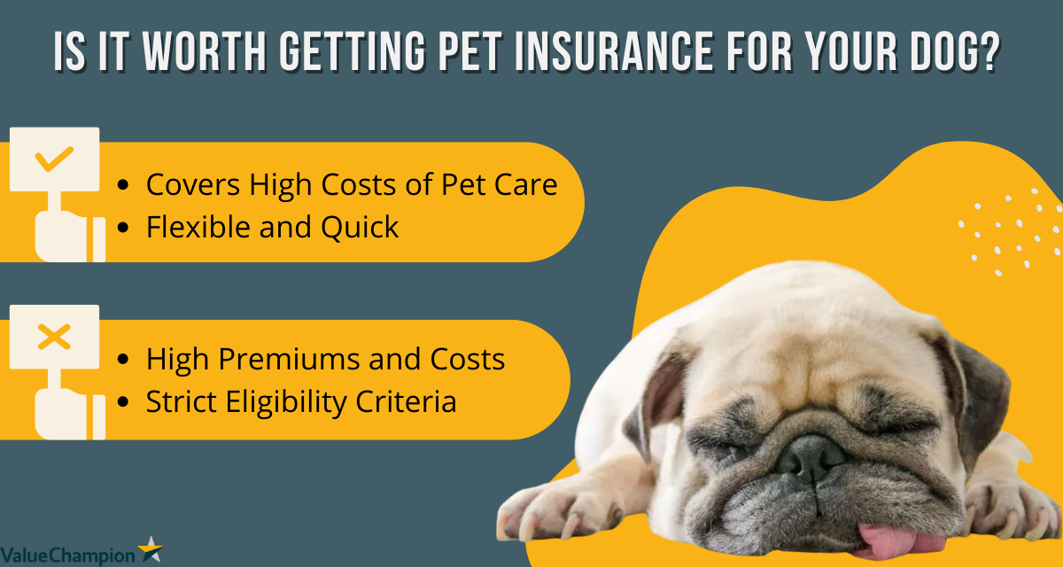 Comparing Pet Insurance Policies
