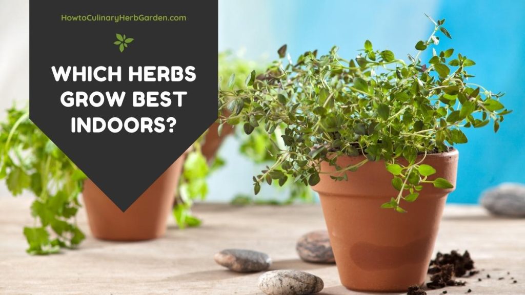 window box herb gardening for beginners