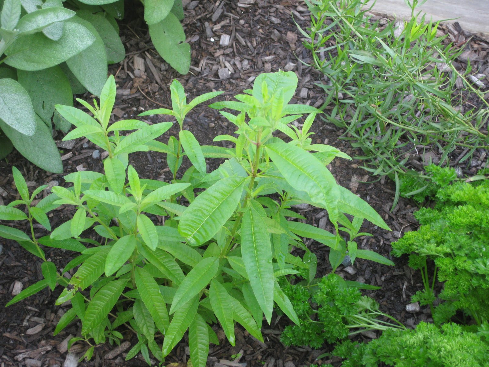 How to Grow Herbs Indoors in Pots
